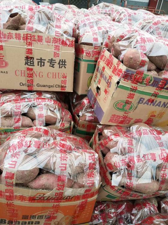 临沭地瓜最新价格，市场走势与产业洞察揭秘