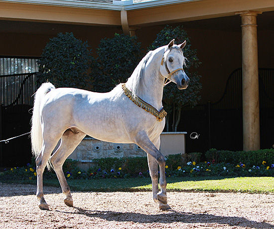 澳门马会资料大全,全方位操作计划_CXL34.442世界版