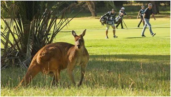 新澳今天最新资料晚上四不象,数字经济_EQJ34.110配送版