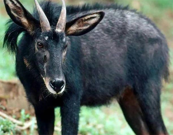 澳门四不像开奖记录,担保计划执行法策略_KNP34.284套件版