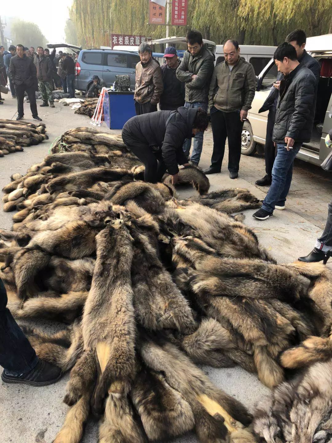 河北皮毛最新价格及友情小插曲概述