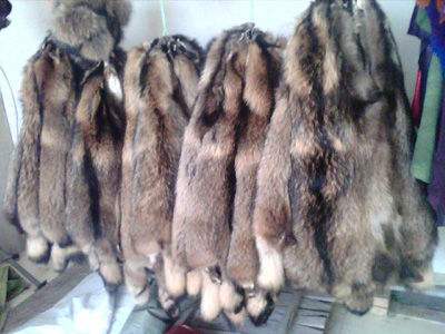 河北皮毛最新价格及友情小插曲概述