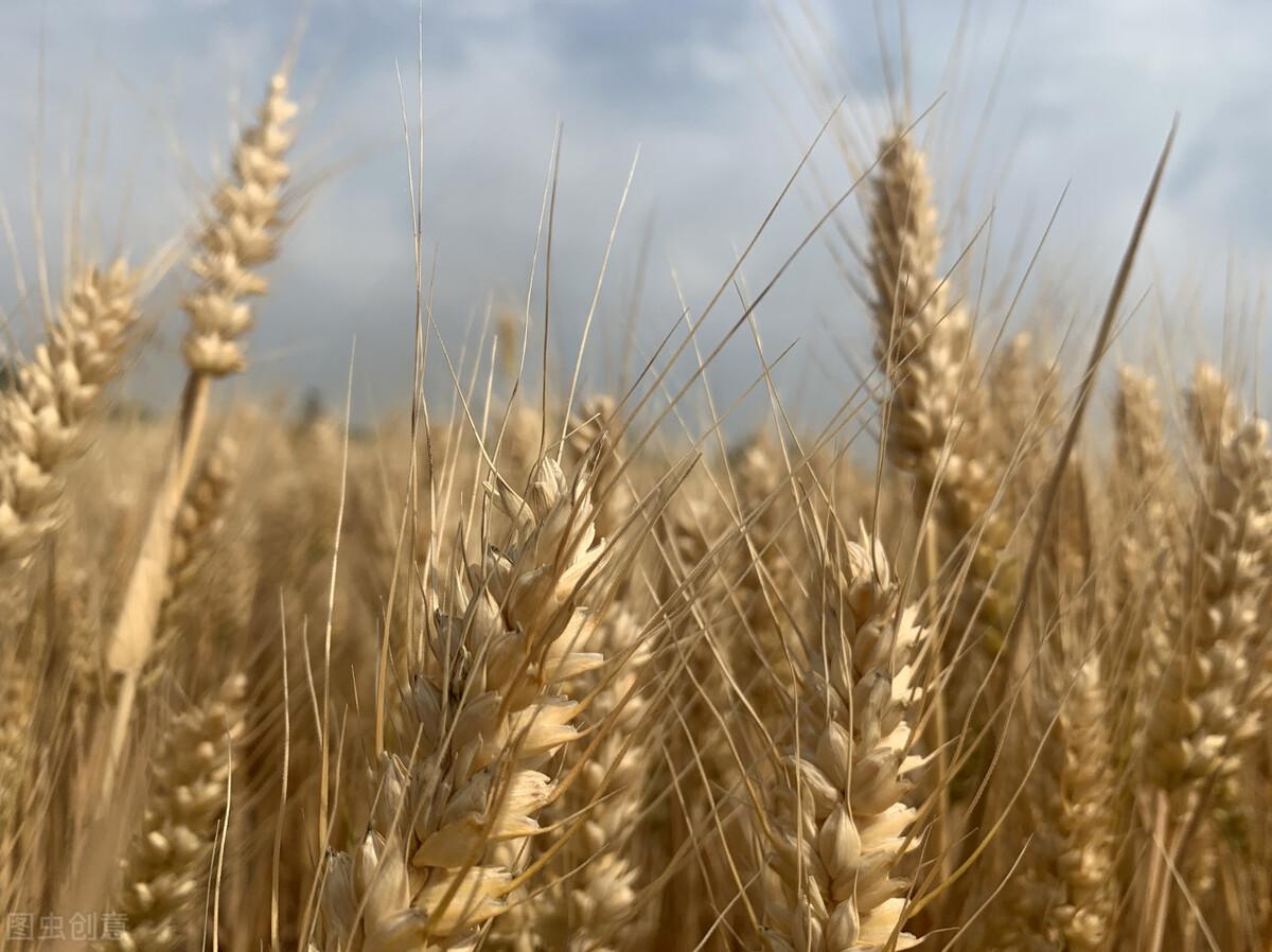 最新化肥行情分析与趋势预测