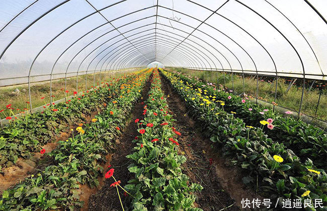 农村最新种植项目，引领农业新时代的绿色革命