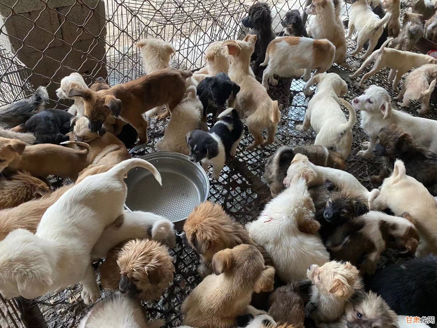 肉狗最新价格揭秘，一场心灵平静之旅的探险之旅