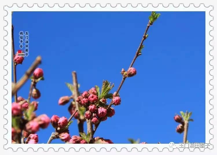 酒泉红柳广告最新版使用指南揭秘