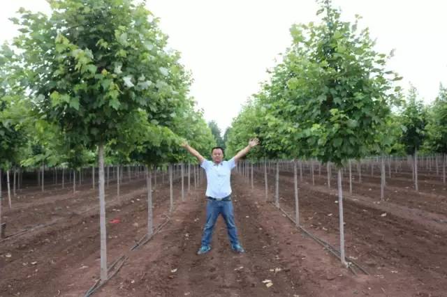 最新绿化苗木求购信息汇总🌿🌱