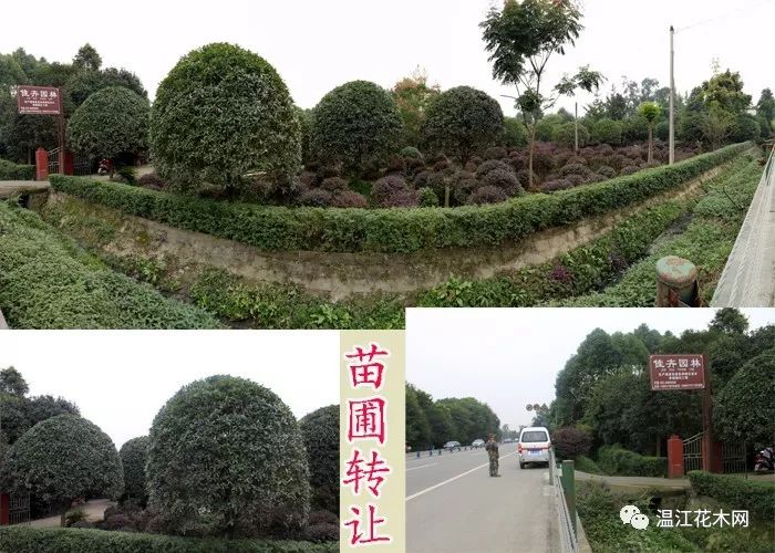 最新绿化苗木求购信息汇总🌿🌱