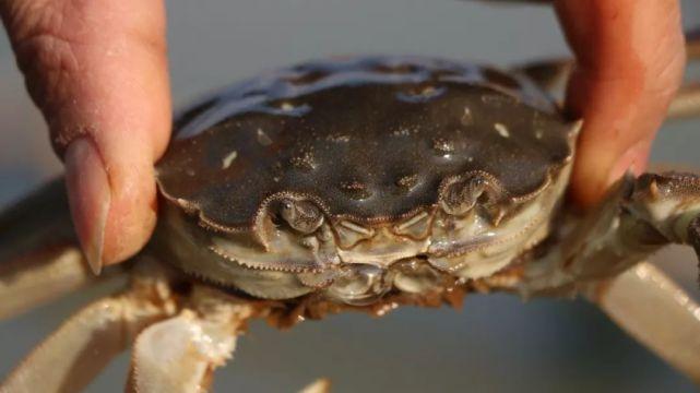 巢湖市散兵镇未来繁荣蓝图,最新规划揭秘