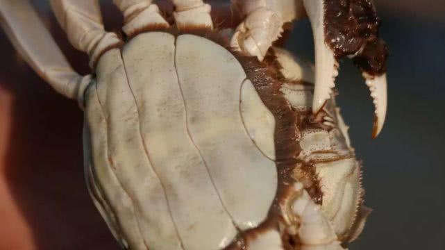 巢湖市散兵镇未来繁荣蓝图,最新规划揭秘