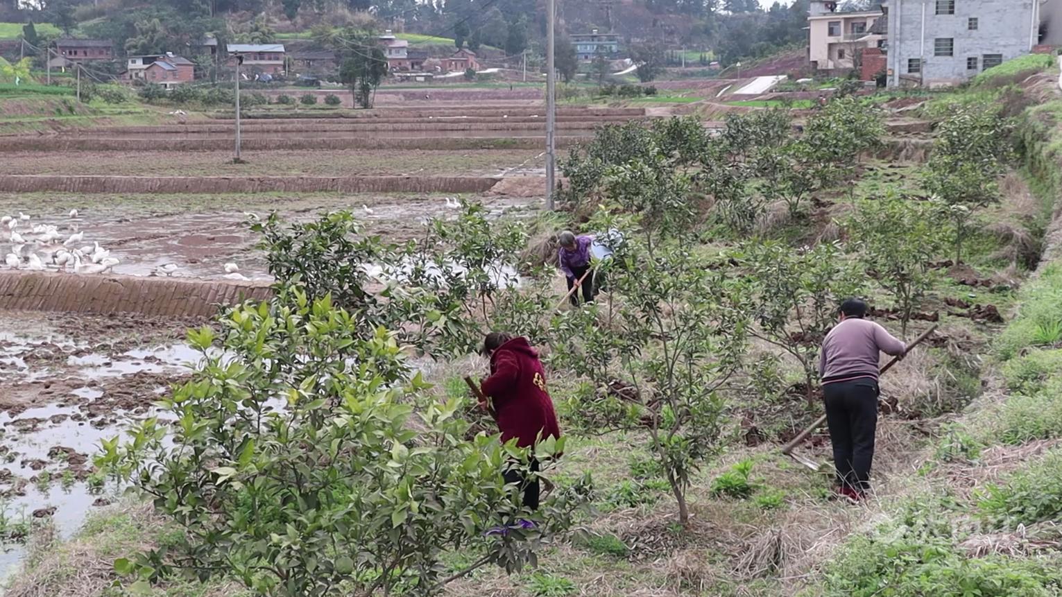 内江白马镇最新动态更新，最新消息汇集