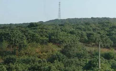 高州荷塘公路最新论述与动态更新