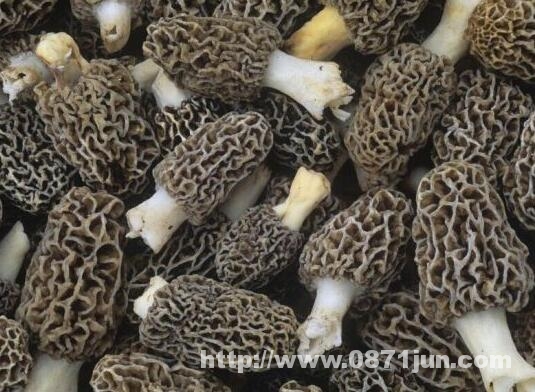 羊肚菌市场价值深度解析，价格因素及市场价值探讨，羊肚菌价格究竟多少钱一斤？
