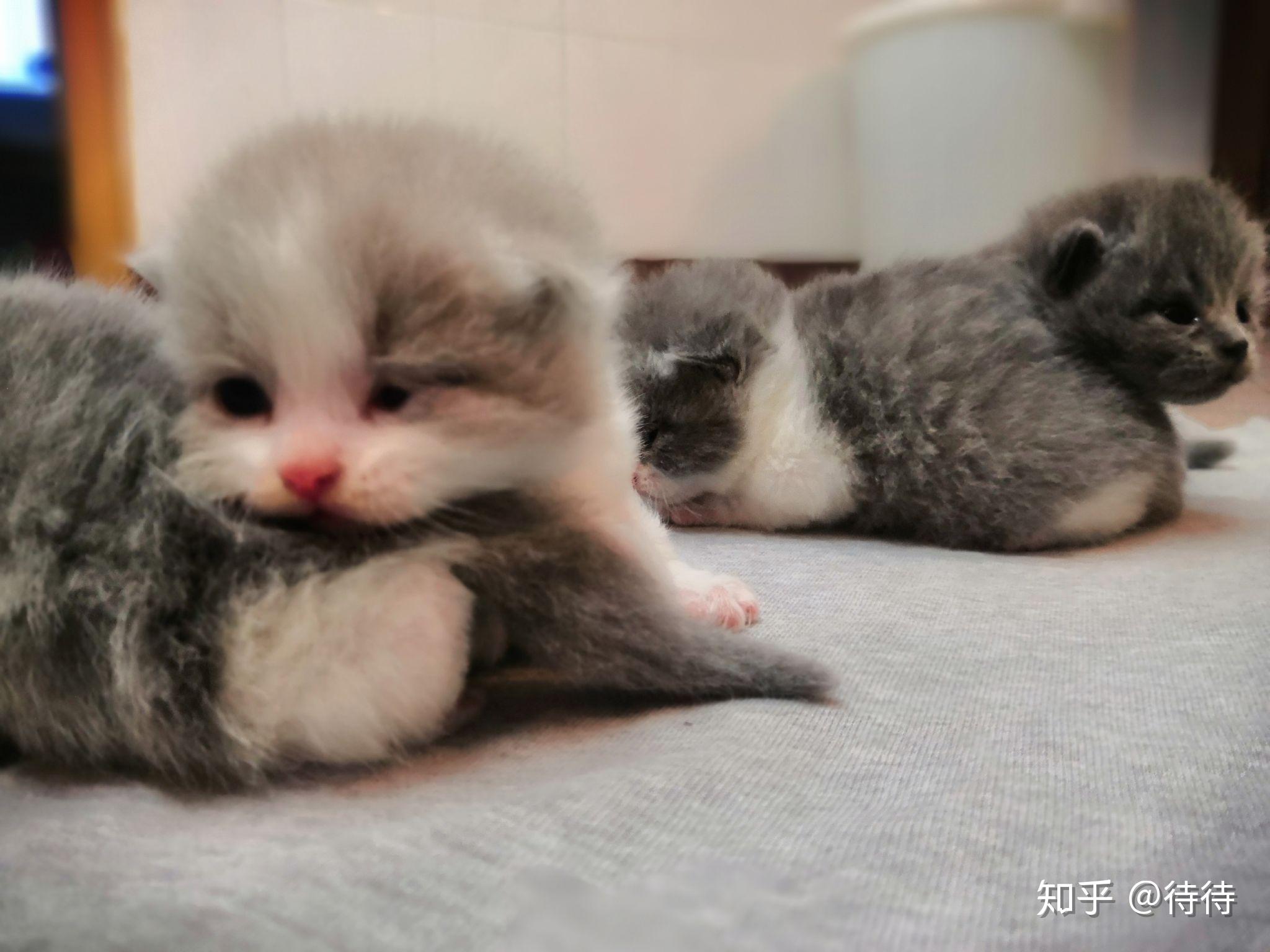 小奶猫最新日常趣事分享
