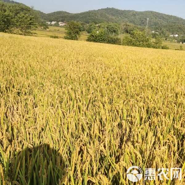 最新糯稻价格与探索自然美景之旅的双重体验
