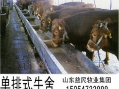 最新型牛舍建设指南，步骤与要点解析