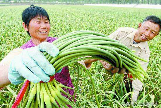 兰陵大蒜最新价格行情解析,获取与解读大蒜价格信息的指南