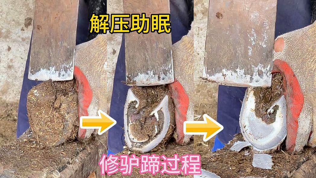 最新修马蹄技术,维护马匹健康的精湛艺术