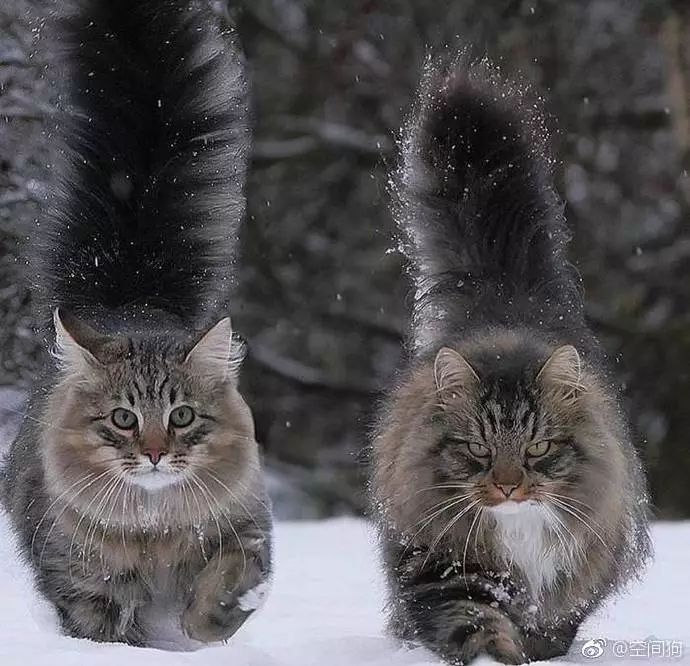 最新猫段子,萌猫日常趣事与温馨友情的精彩瞬间