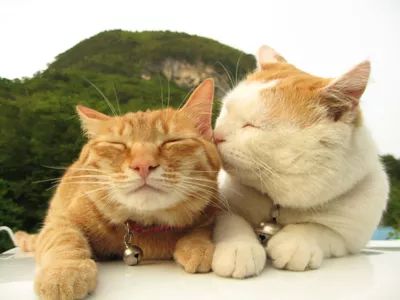 最新猫段子,萌猫日常趣事与温馨友情的精彩瞬间