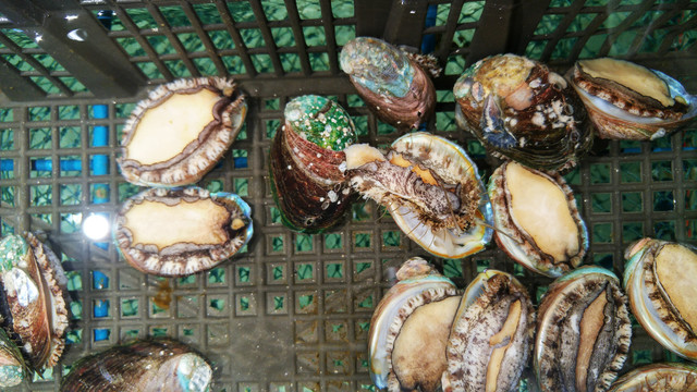 鲍鱼最新下载现象,深度探讨与观点阐述