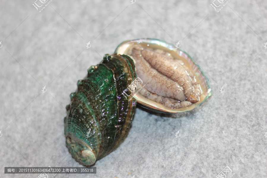 鲍鱼最新下载现象,深度探讨与观点阐述